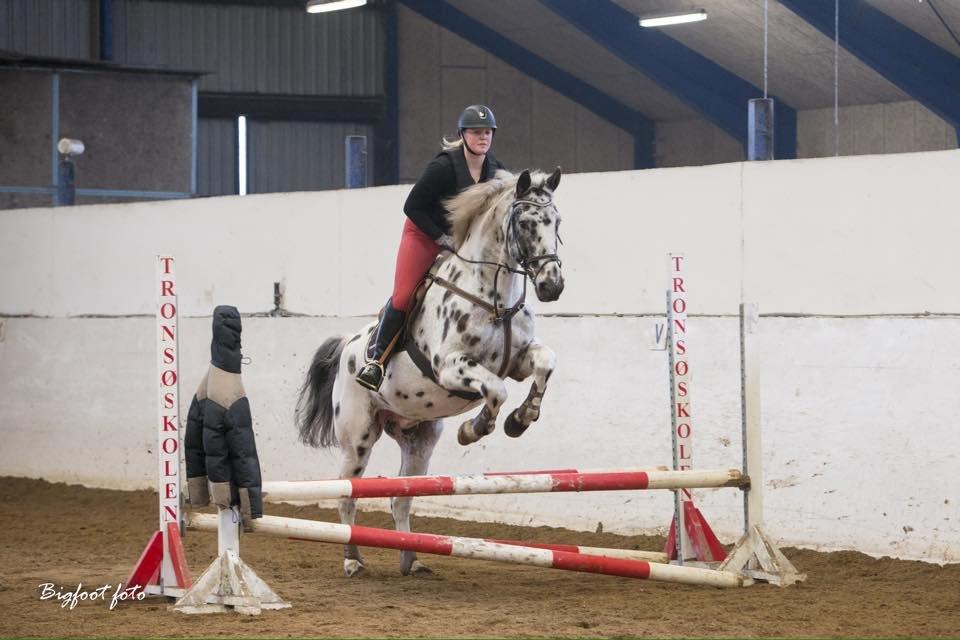 Knabstrupper Udgårds Danneskiold billede 6