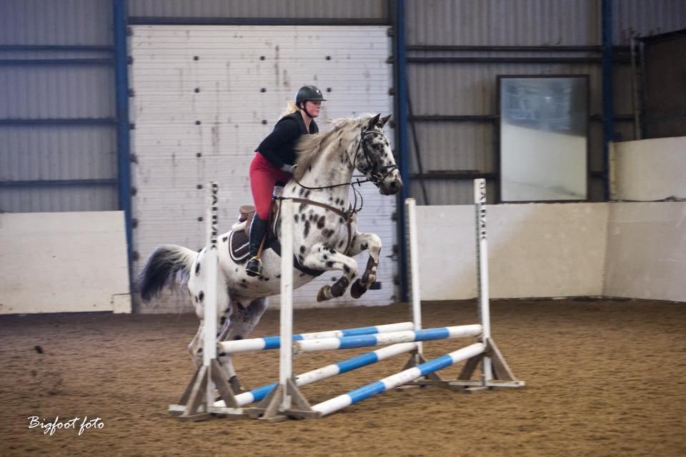 Knabstrupper Udgårds Danneskiold billede 9