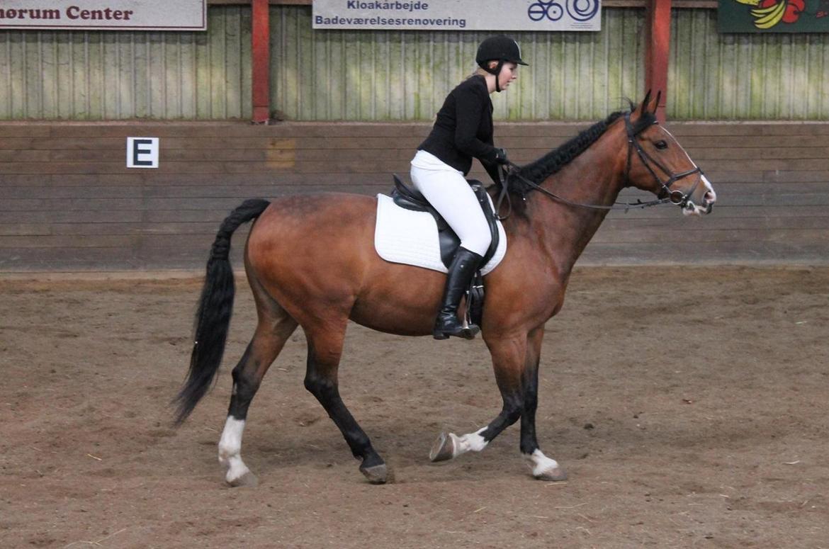 Anden særlig race Veronika billede 7