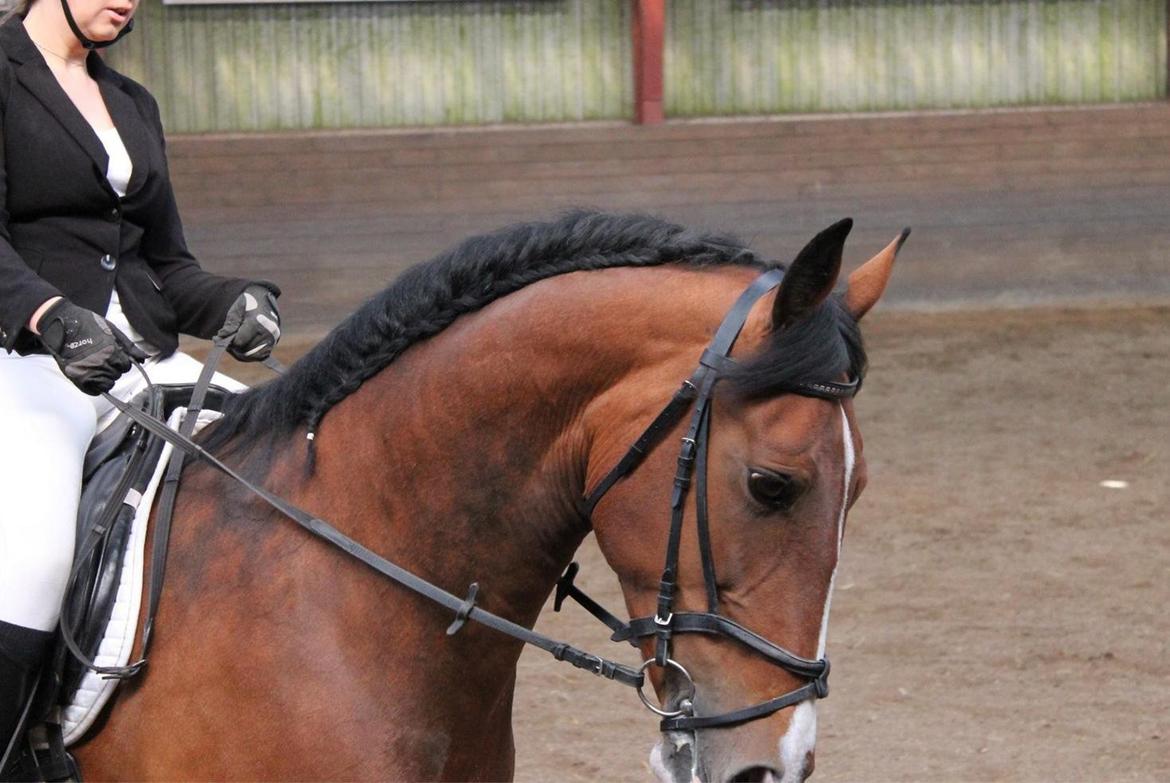 Anden særlig race Veronika billede 18