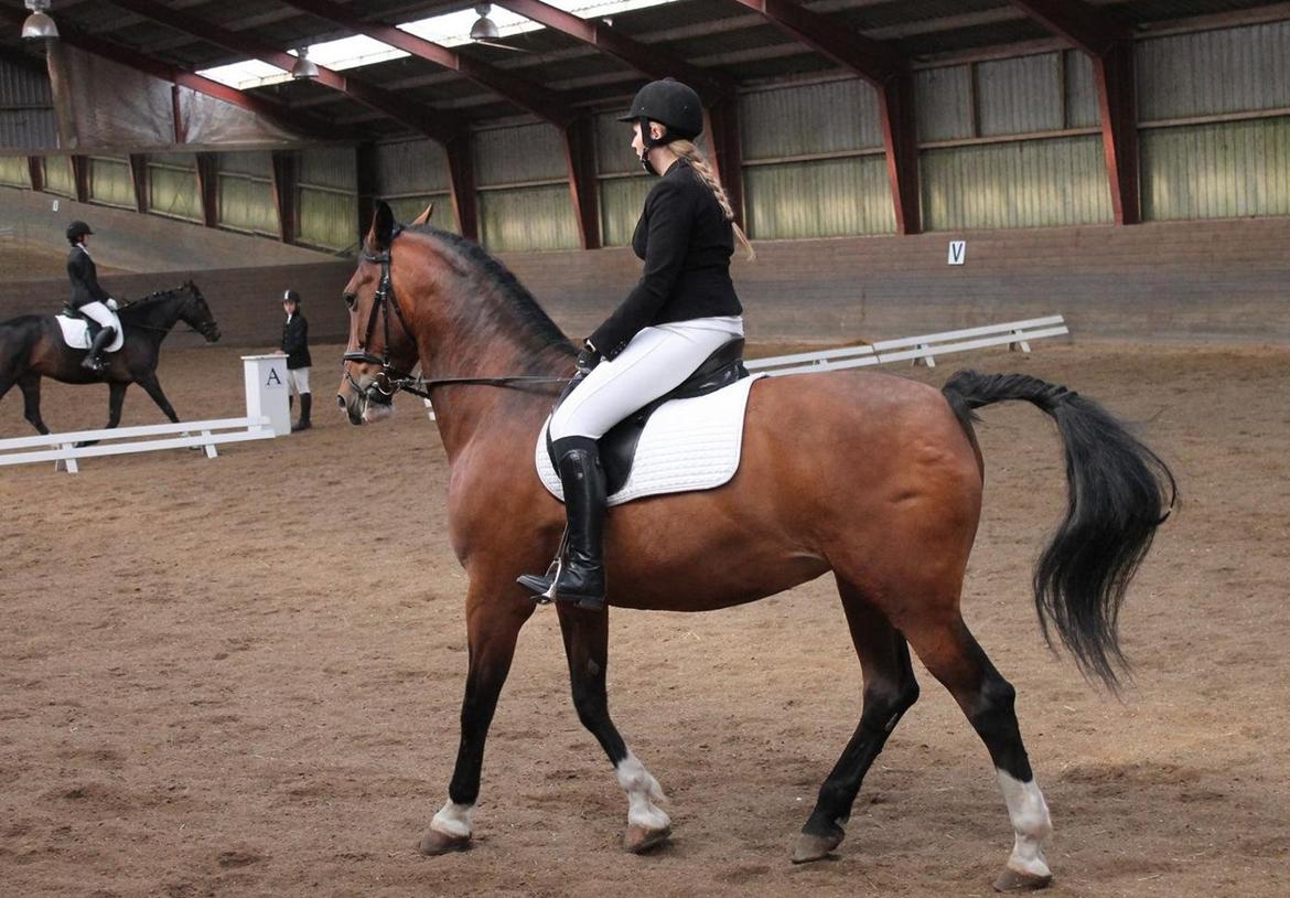 Anden særlig race Veronika billede 14