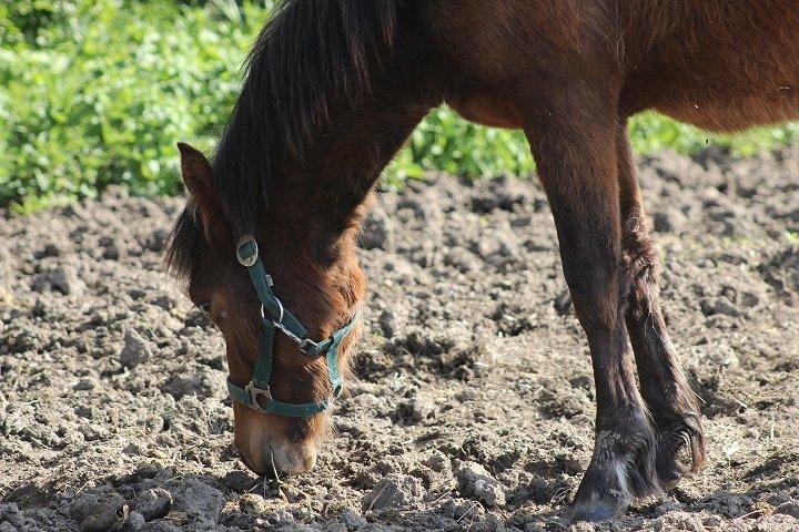 Anden særlig race Amigo - SOLGT - Sølle Amigo, da vi hentede ham hos avler :-( 2014 billede 13