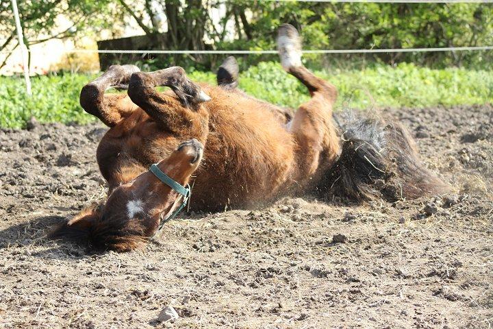 Anden særlig race Amigo - SOLGT - Sølle Amigo, da vi hentede ham hos avler :-( 2014 billede 16