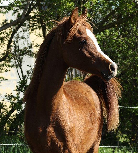 Arabisk fuldblod (OX) Marco APN - 2014-2017* billede 15