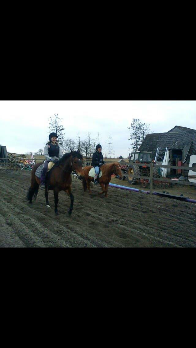 New Forest Øagergaards Mette (SOLGT) billede 30