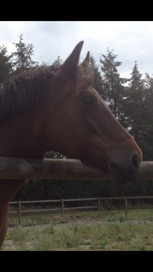 New Forest Øagergaards Mette (SOLGT) billede 29