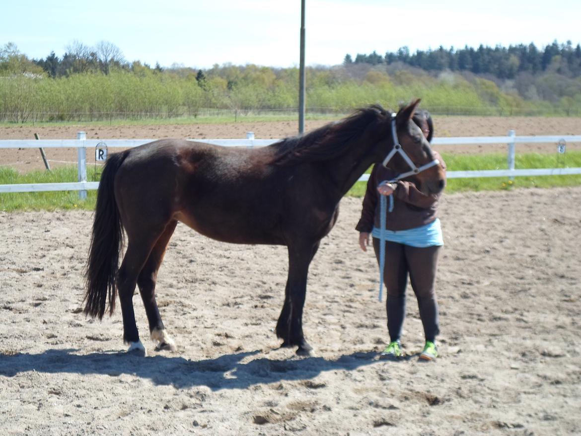 Traver Godiva Pride  billede 19