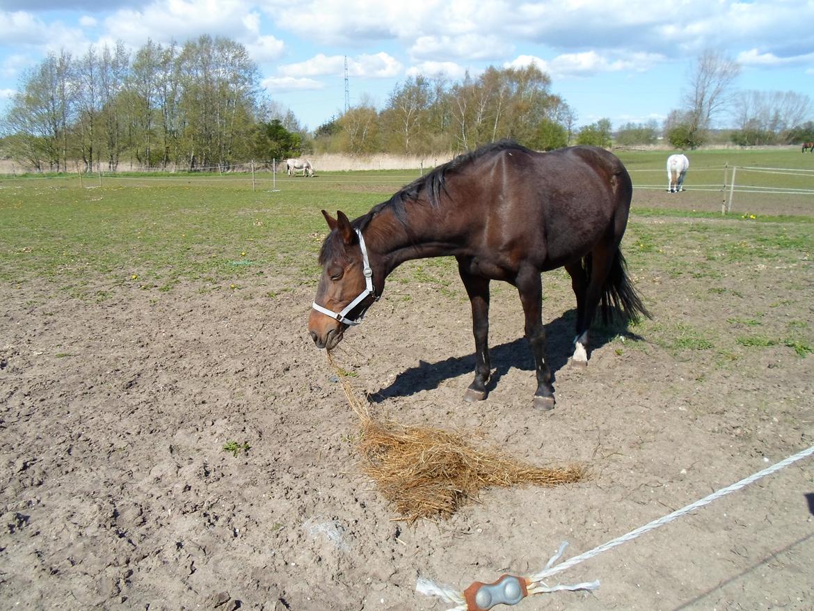 Traver Godiva Pride  billede 8