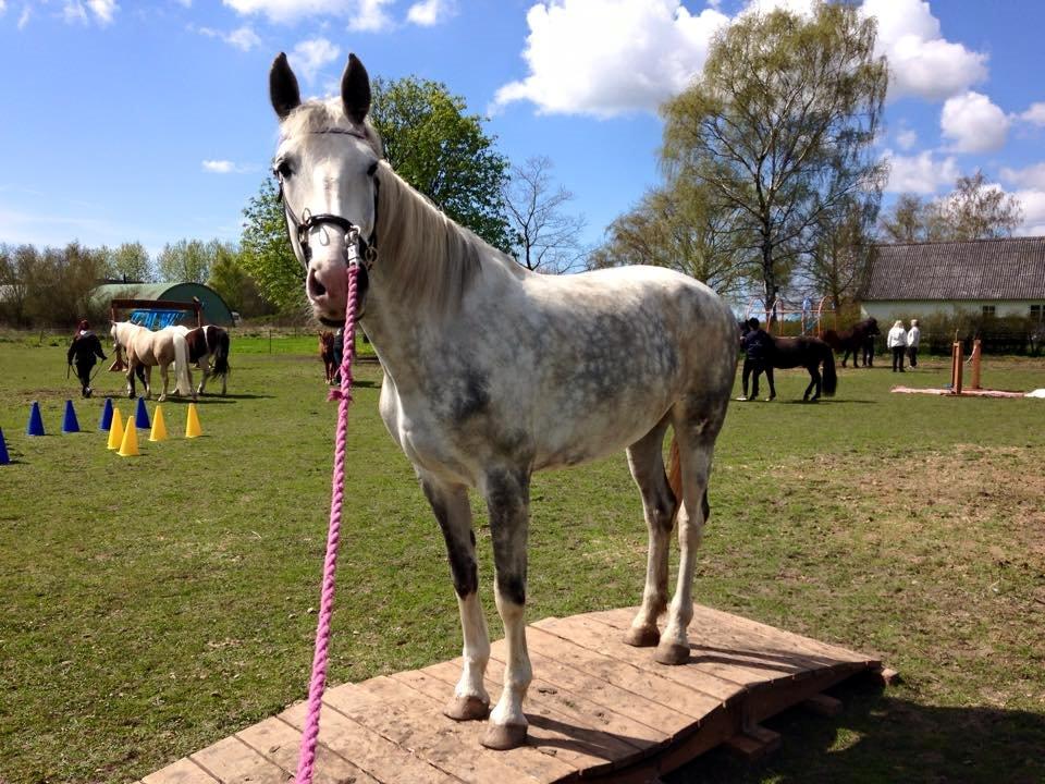 Hollandsk Varmblod Ernavidu - Agility 2/5-15 - Vi går over en bro :) billede 40