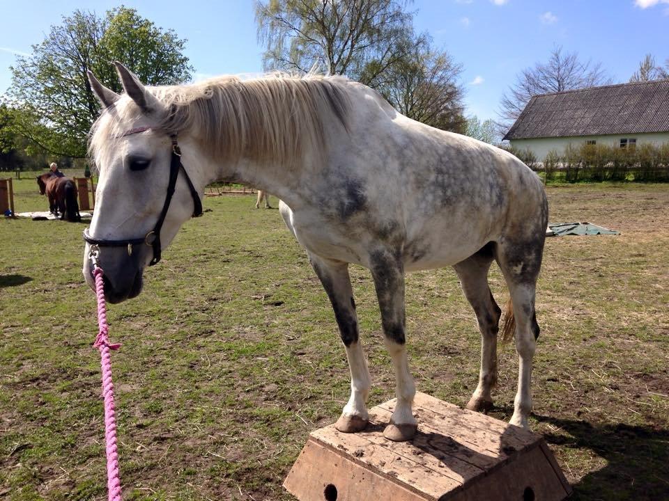 Hollandsk Varmblod Ernavidu - Agility 2/5-15 - Vi står med to fødder på en skammel :) billede 42
