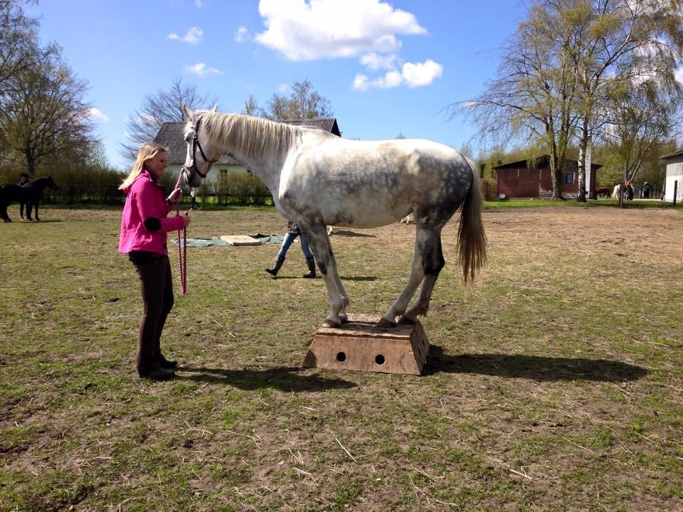 Hollandsk Varmblod Ernavidu - Agility 2/5-15 - Vi har alle 4 fødder på en skammel :D billede 43