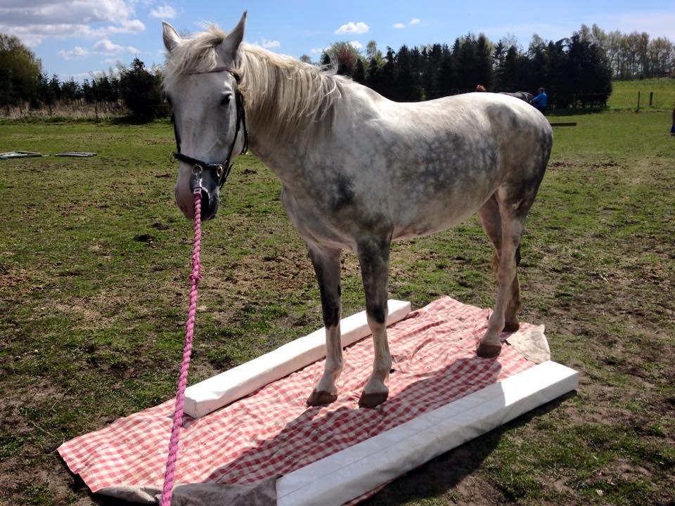 Hollandsk Varmblod Ernavidu - Agility 2/5-15 - Vi går over en plastikdug :) billede 41