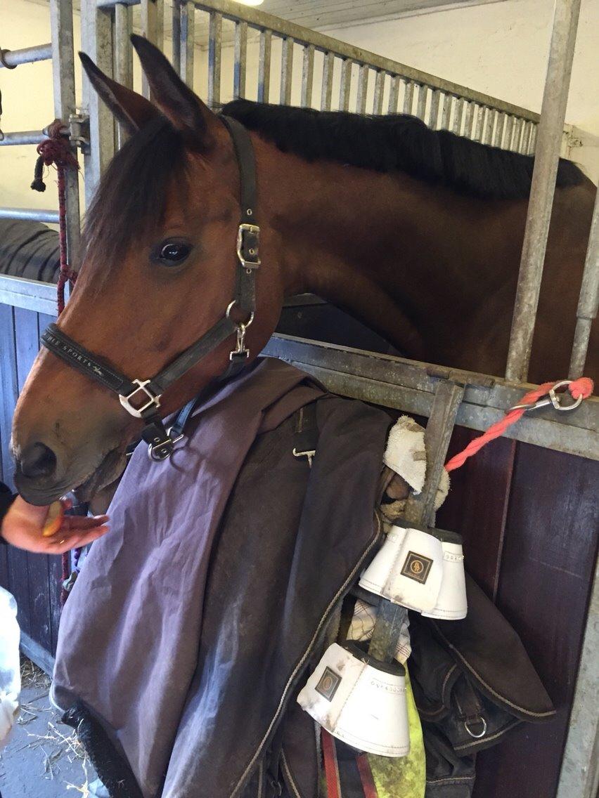 Fransk Varmblod Quatia des vaux billede 1