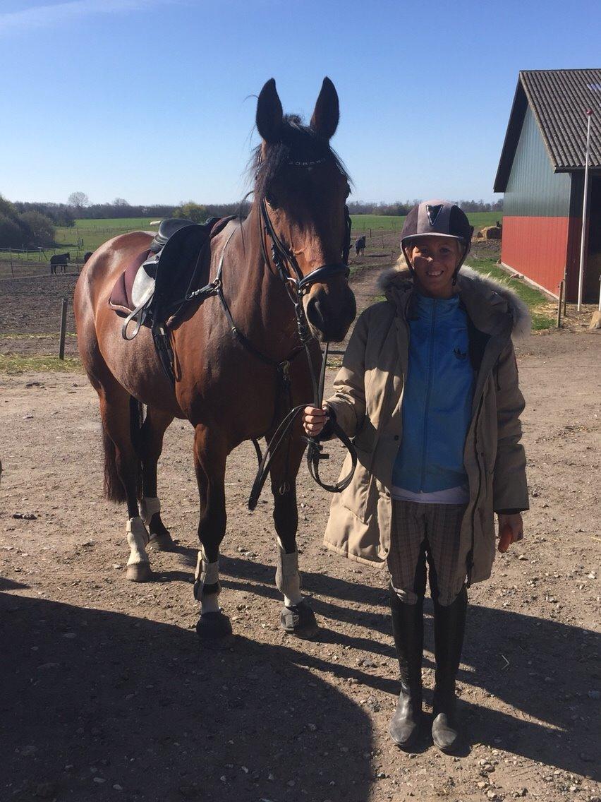 Fransk Varmblod Quatia des vaux billede 3