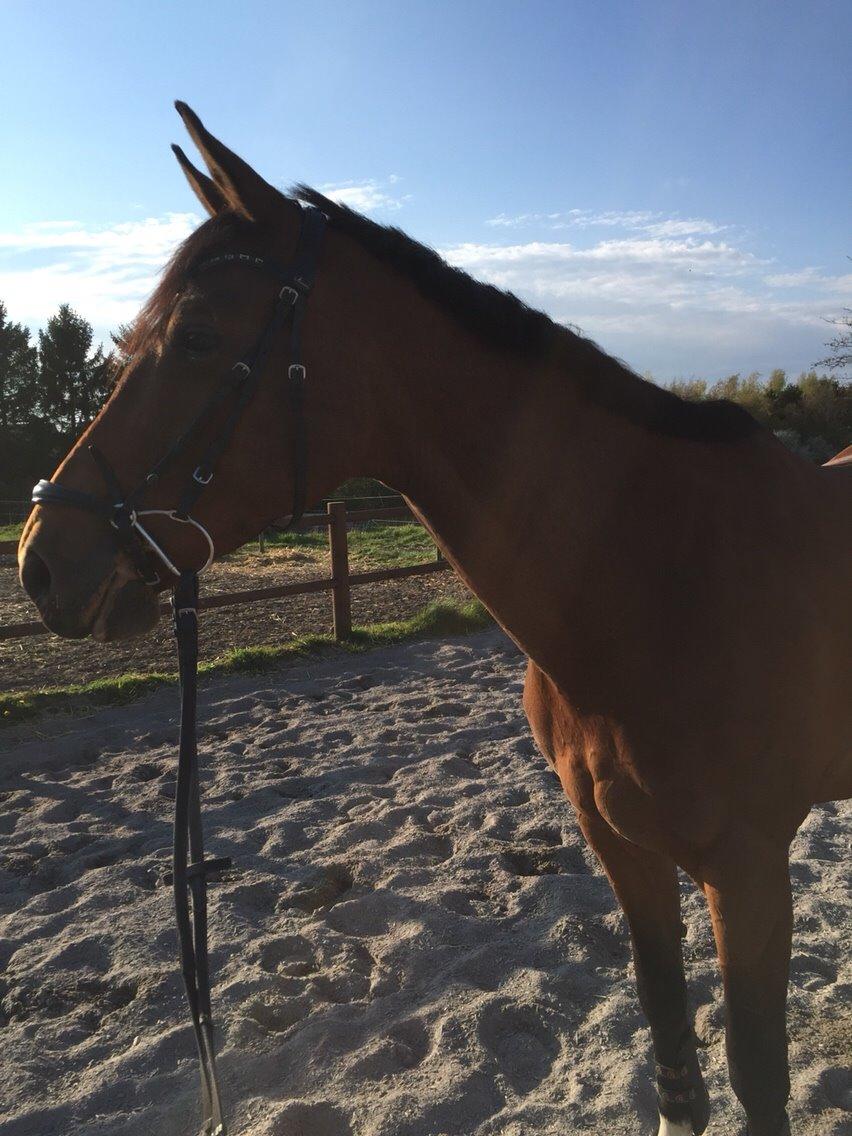 Fransk Varmblod Quatia des vaux billede 6