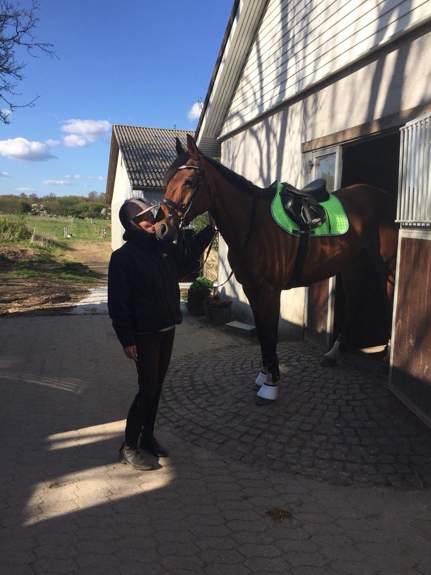 Fransk Varmblod Quatia des vaux billede 7