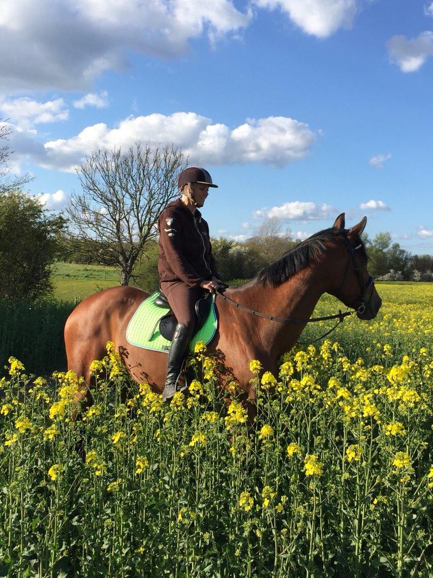 Fransk Varmblod Quatia des vaux billede 10