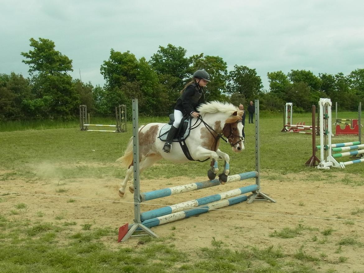 Anden særlig race Mr Mulle *Min soulmate* billede 5