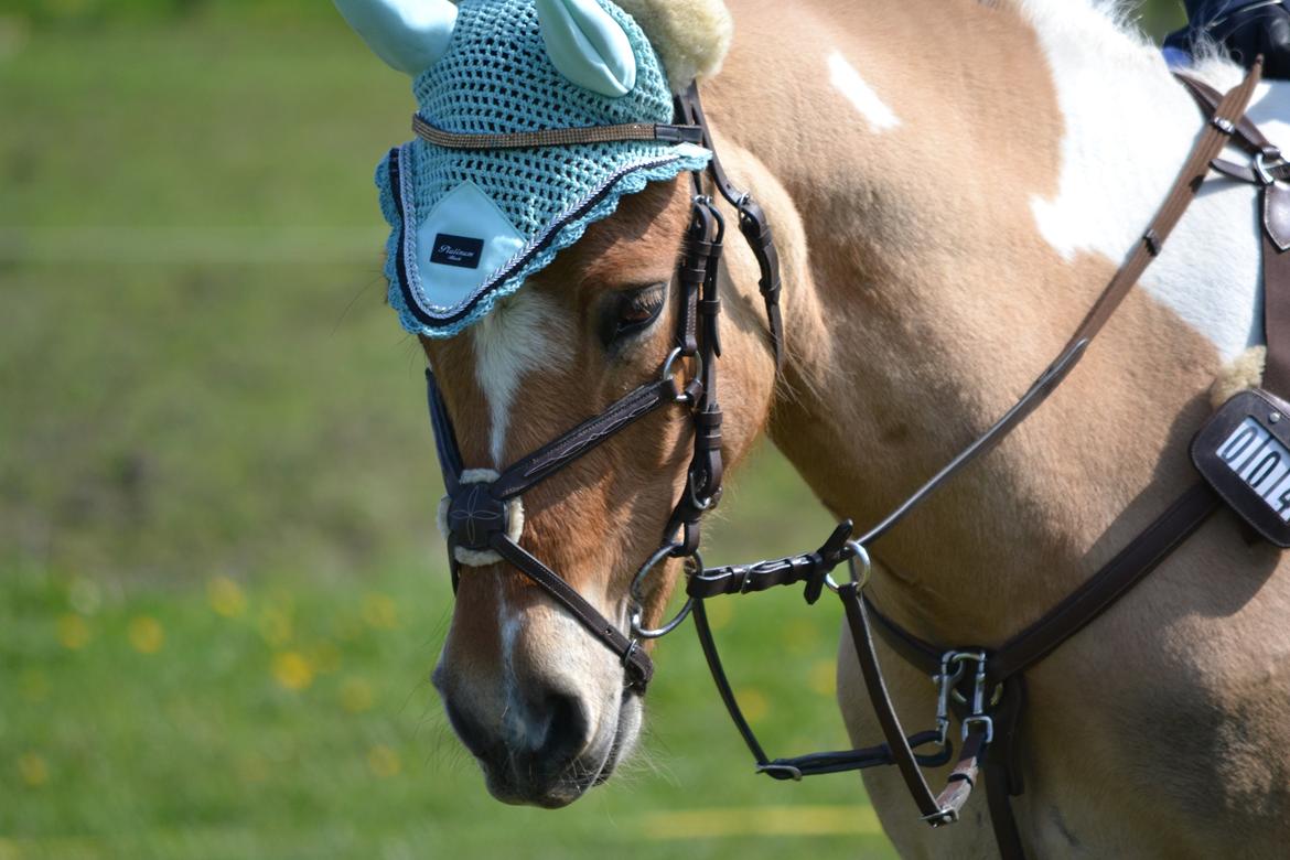 Hollandsk Sportspony Capello Ivo<3 (Min Pony) - Klar til Stævne <3 billede 3