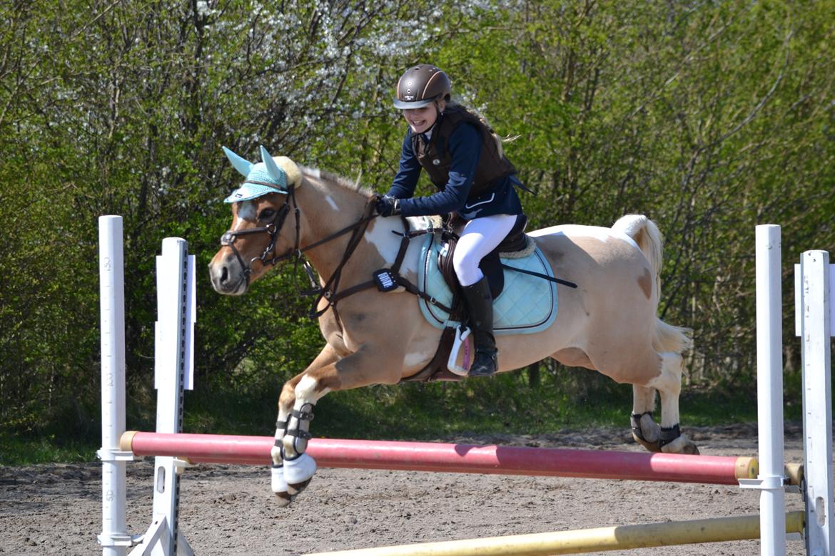 Hollandsk Sportspony Capello Ivo<3 (Min Pony) - Med eller uden stigbøjle <3 billede 6