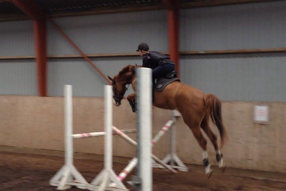 Dansk Varmblod Højvejs Madonna billede 5