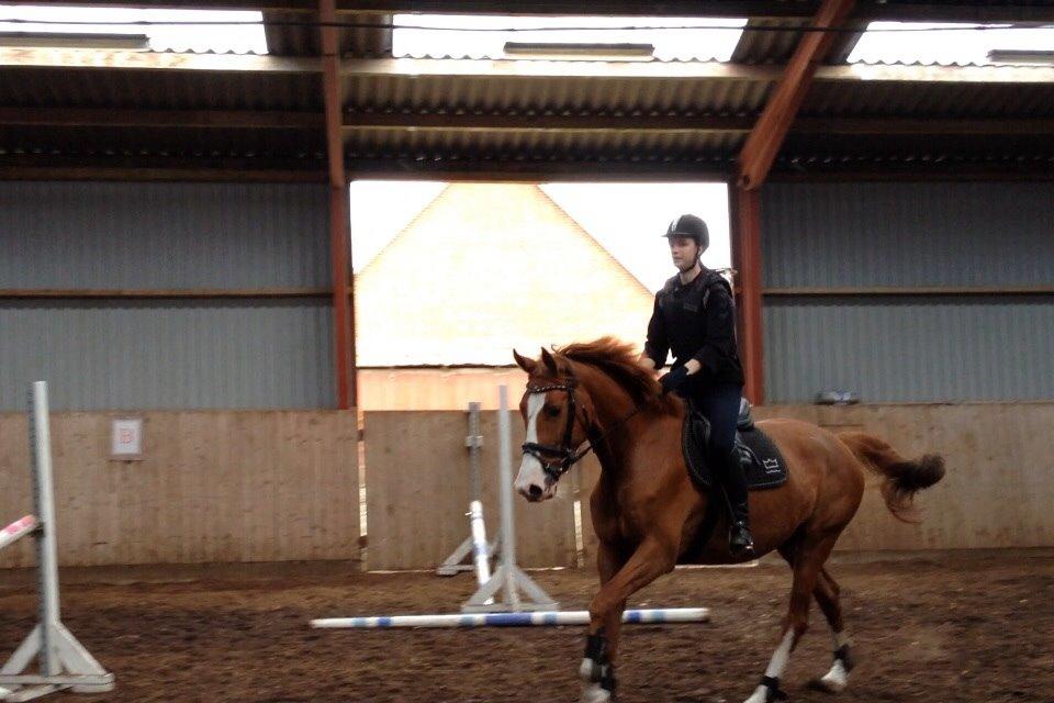 Dansk Varmblod Højvejs Madonna billede 6