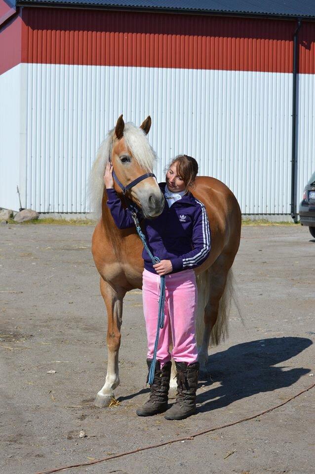 Haflinger Myra billede 13