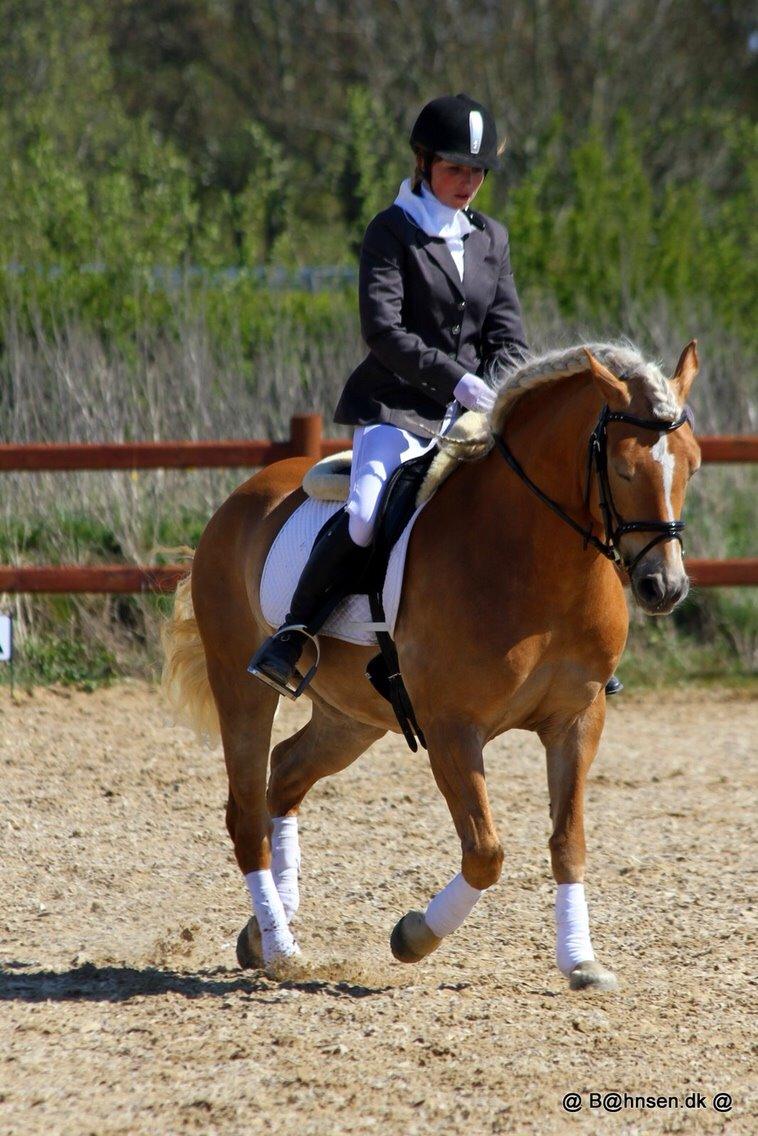 Haflinger Myra billede 19