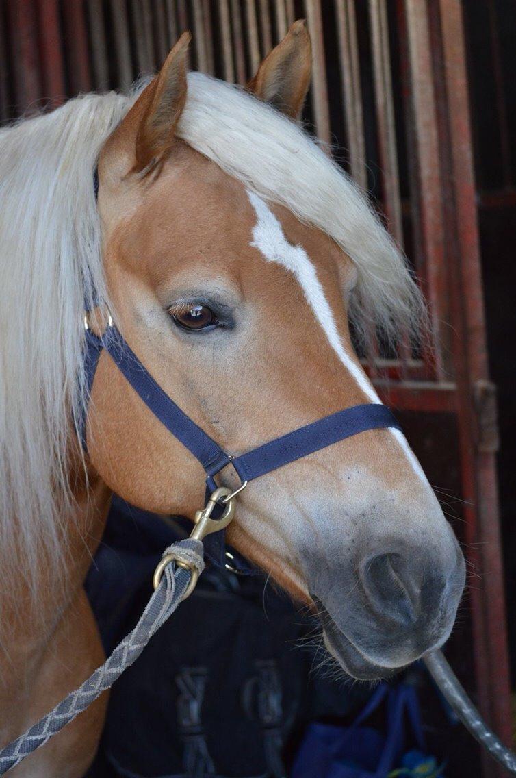 Haflinger Myra billede 20