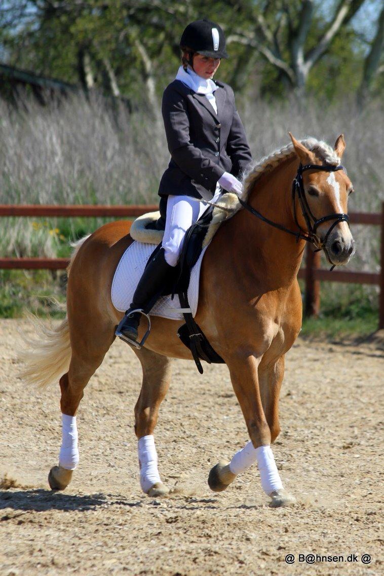 Haflinger Myra billede 14
