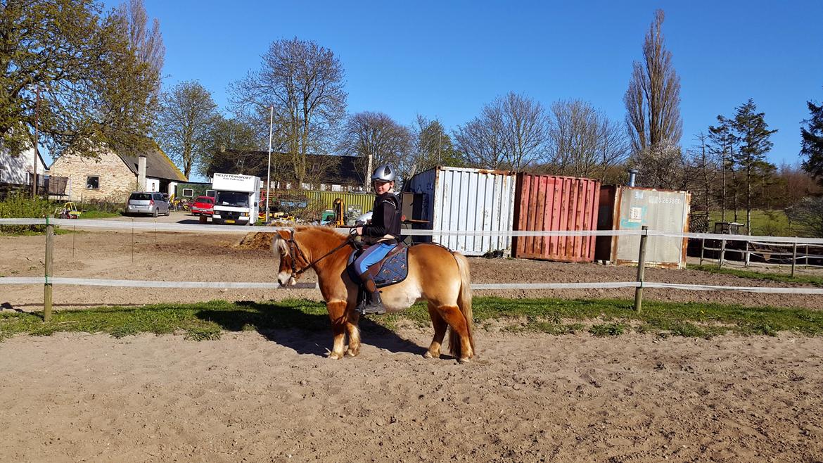 Shetlænder Lille Kjærgårds Red Light, også kaldet Mejse billede 4