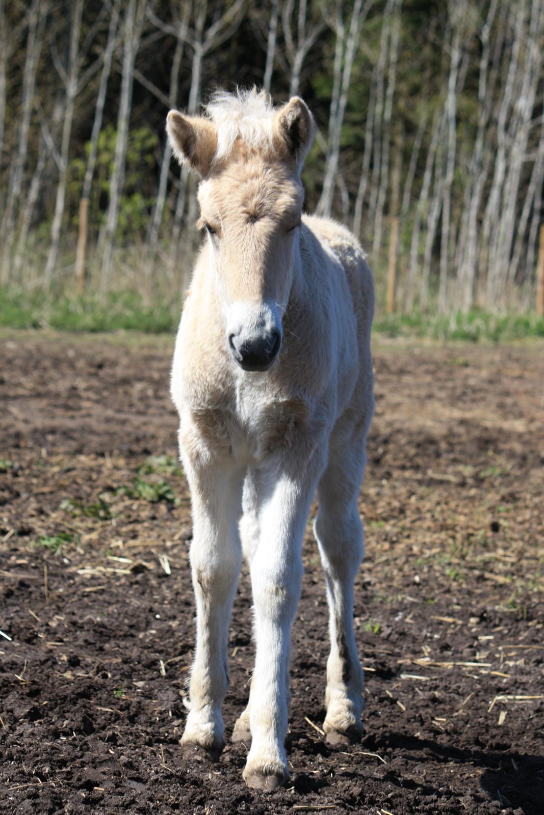 Fjordhest Ørvads lano billede 26