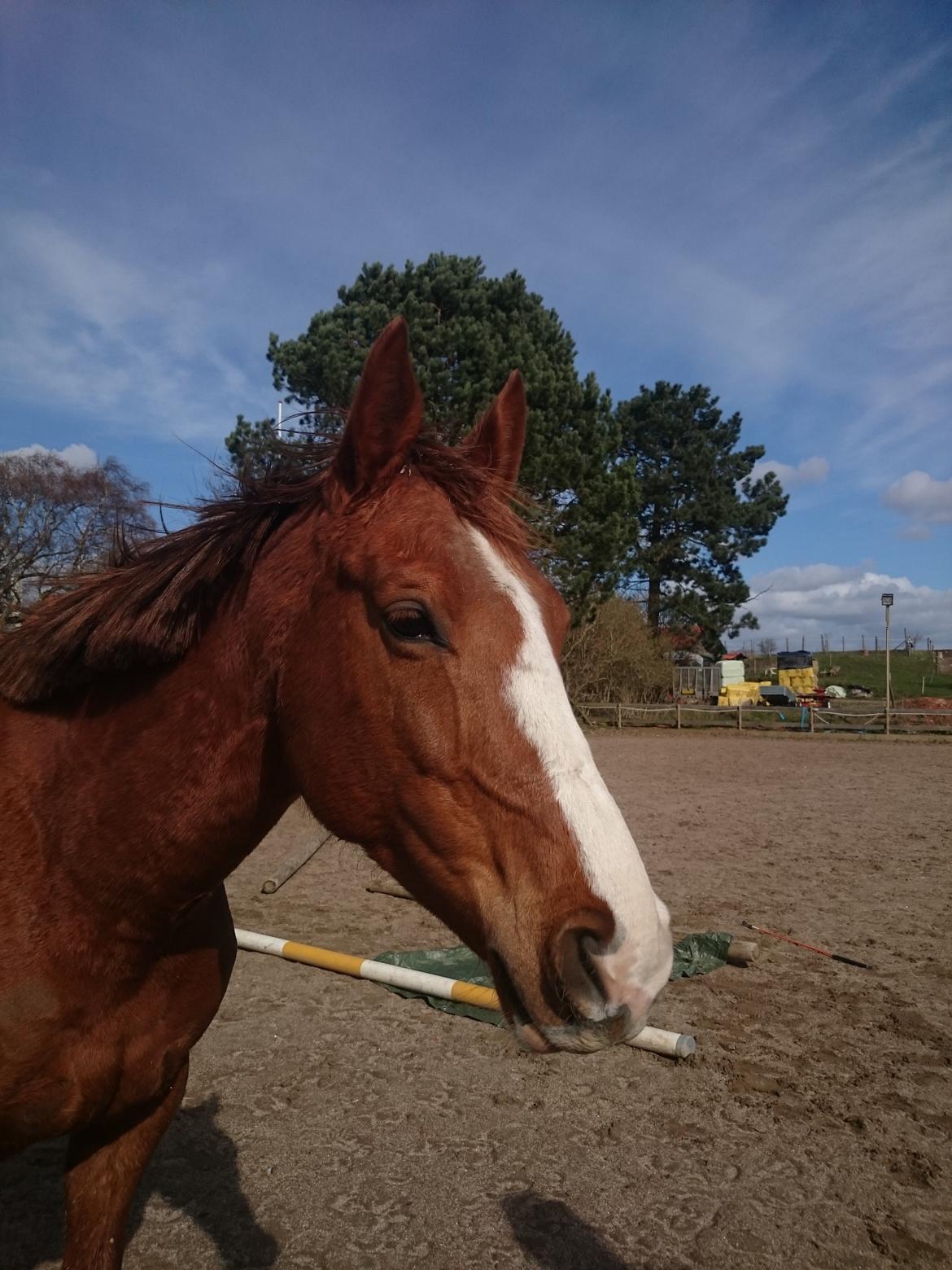 Anden særlig race Magnifique Etóo   - Kan du se hvor træt jeg er ! <3  billede 26