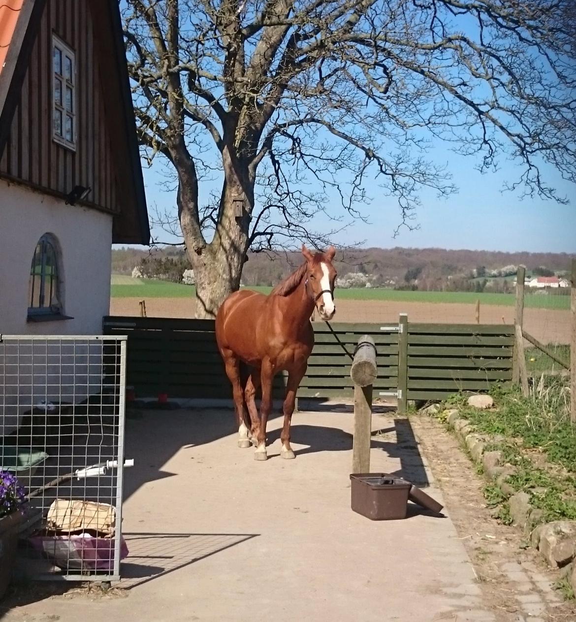 Anden særlig race Magnifique Etóo   - Hvorfor står du helt derovre mor? ! Du skal være herover og nusse mig og give godbidder :) <3 billede 23