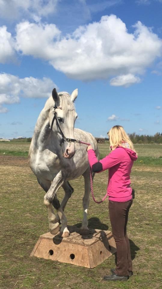 Hollandsk Varmblod Ernavidu - Agility 2/5-15 billede 44