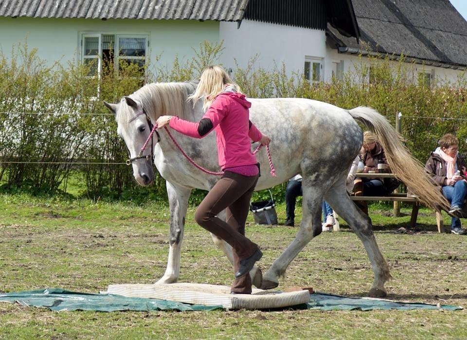 Hollandsk Varmblod Ernavidu - Agility 2/5-15 billede 46