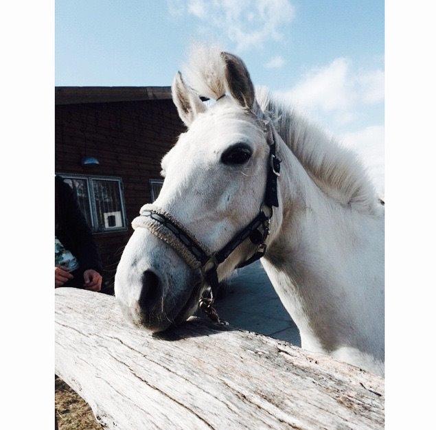 Anden særlig race Ryttergaardens Lille My billede 12