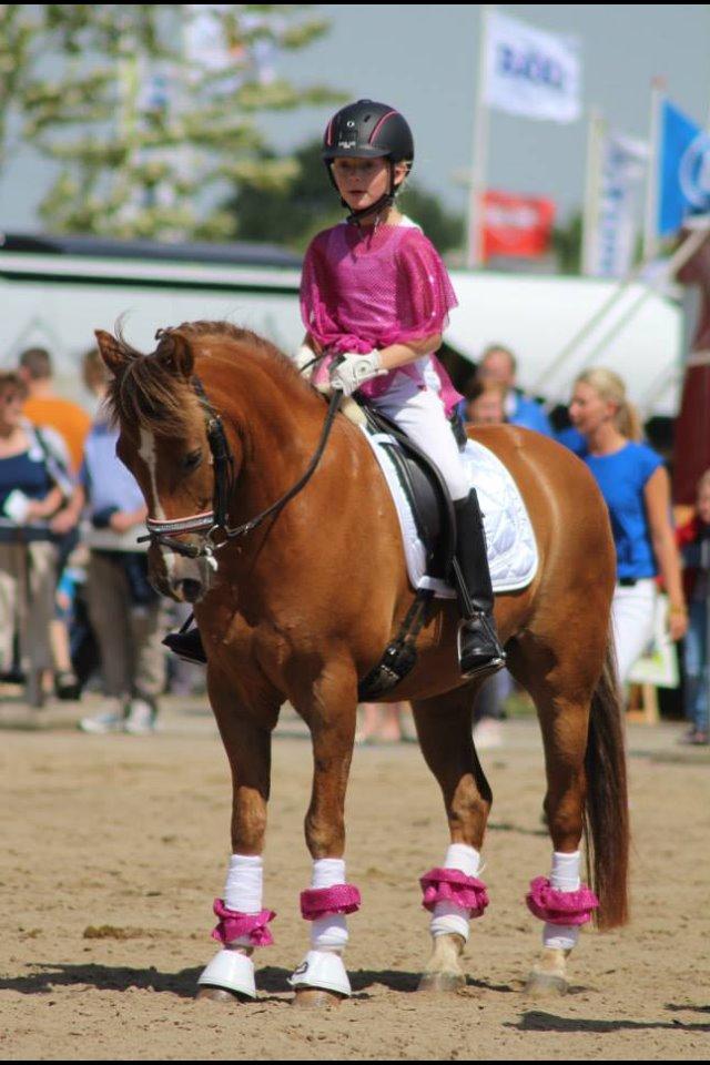 New Forest Elmholts Zeus - Mira og Zeus til Landsskuet 2014 billede 13