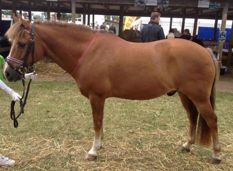 New Forest Elmholts Zeus - 4H Hjørring dyrskue 2014 billede 15