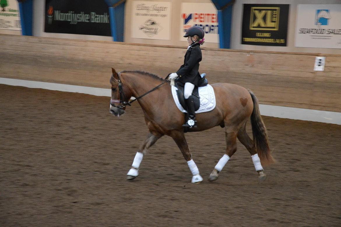 New Forest Elmholts Zeus - Første LB1 nov 2014 billede 16