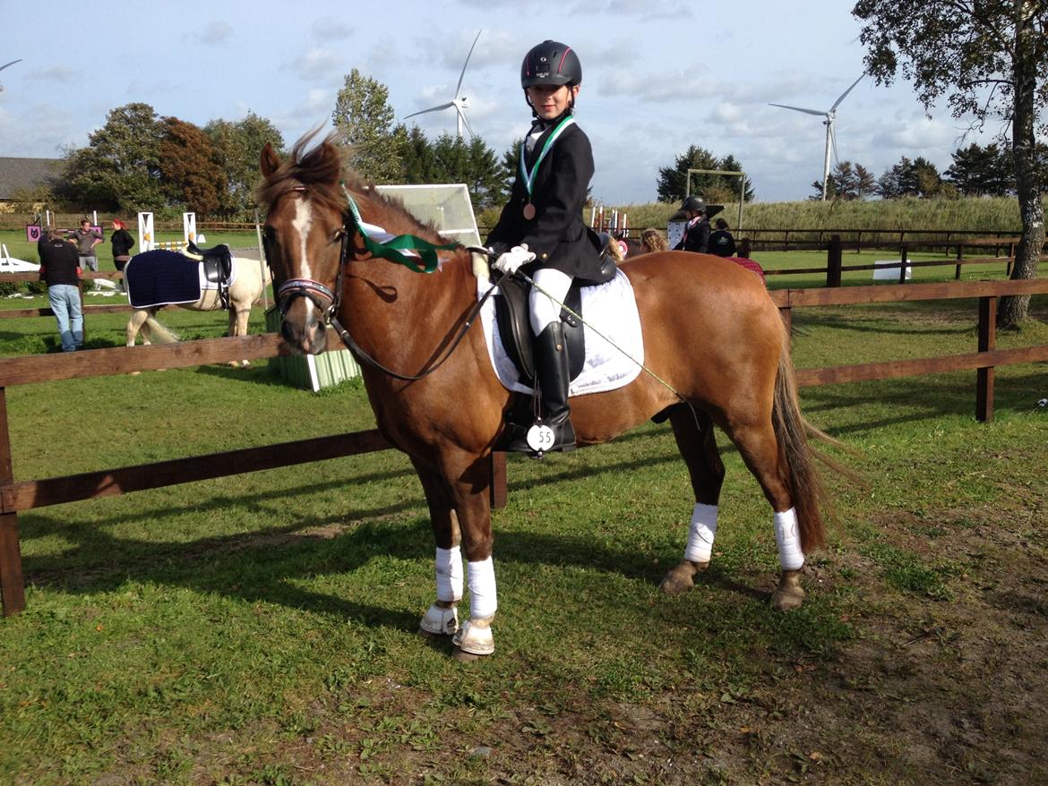 New Forest Elmholts Zeus - 3. plads til områdemesterskab i dressur billede 14