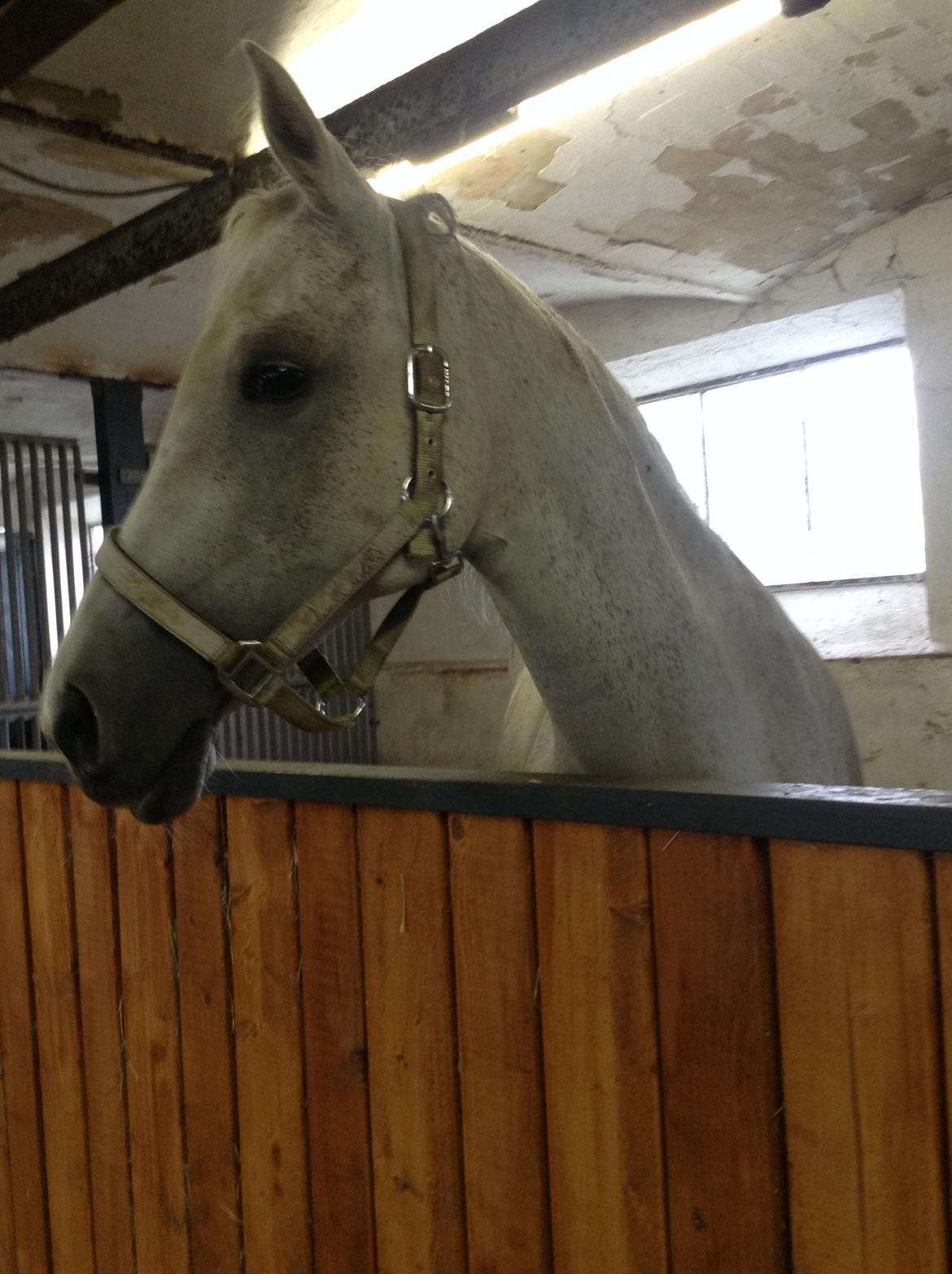 Arabisk fuldblod (OX) Sofie billede 1