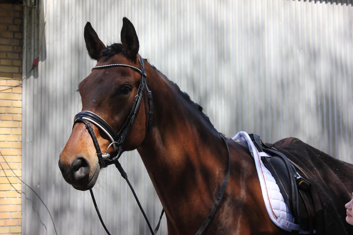 Oldenborg Java Rævdal - Dejlige Java inden vores LA4 C-stævne debut  billede 18