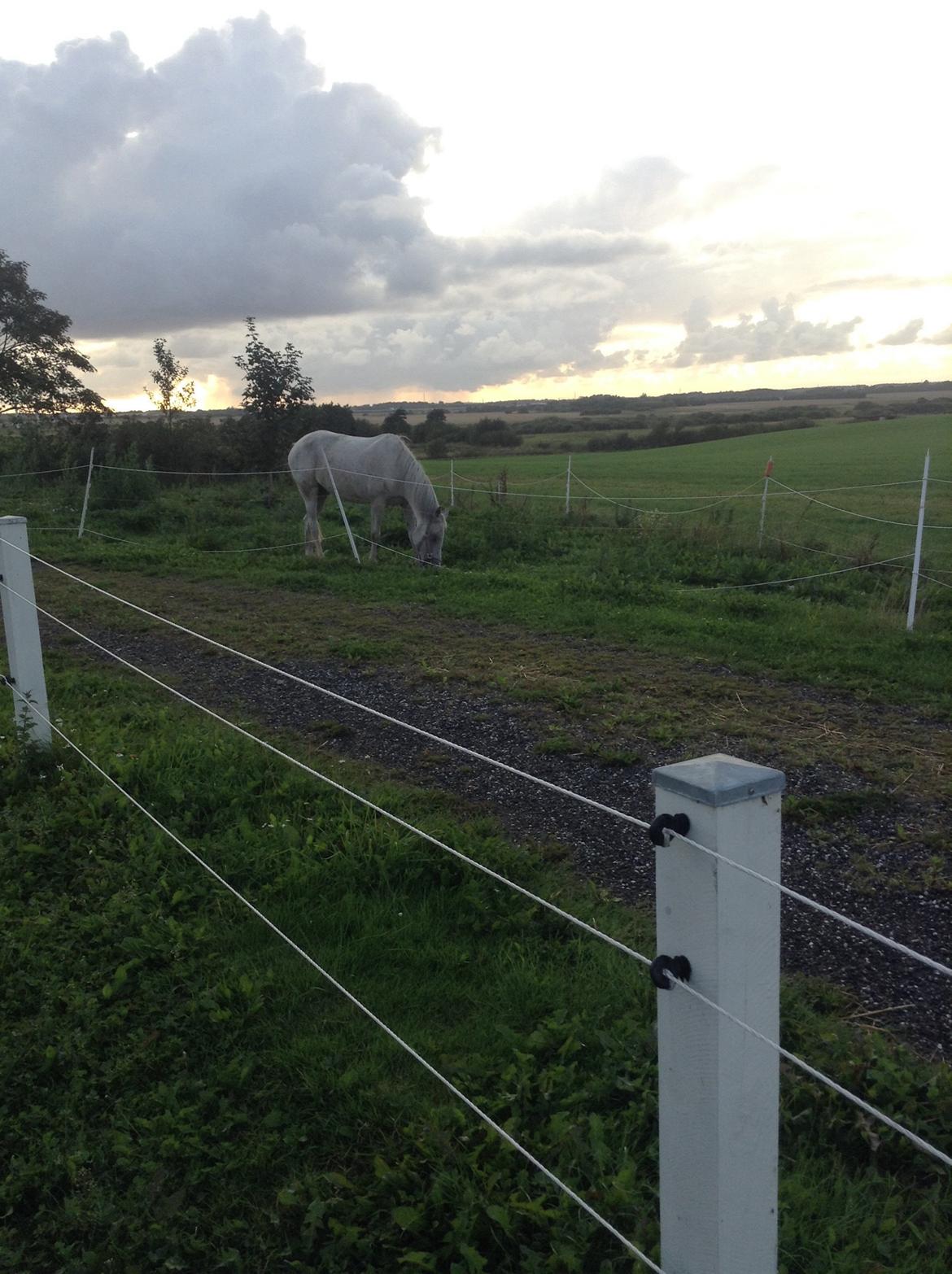 Arabisk fuldblod (OX) Sofie billede 9