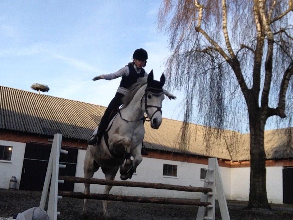 Arabisk fuldblod (OX) Sofie billede 10