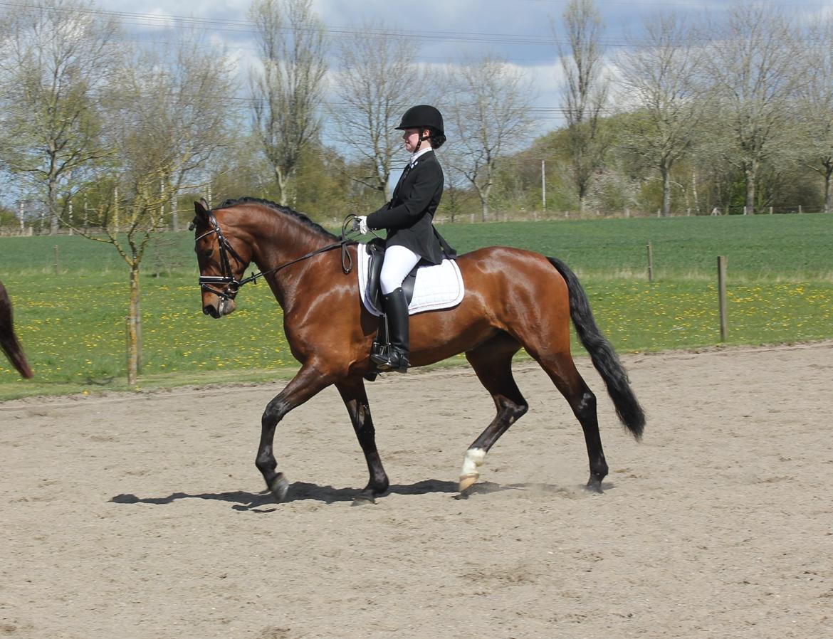 Oldenborg Java Rævdal billede 5