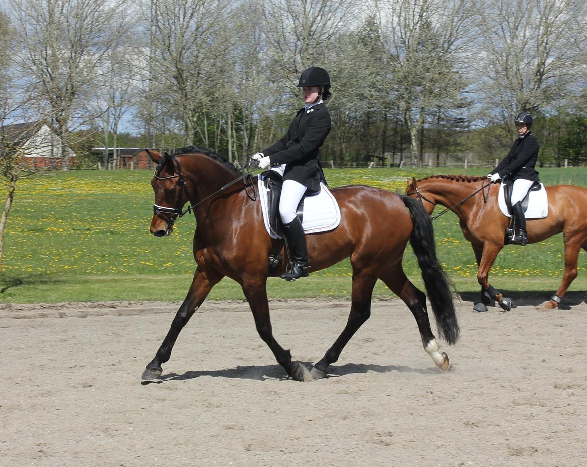 Oldenborg Java Rævdal billede 17