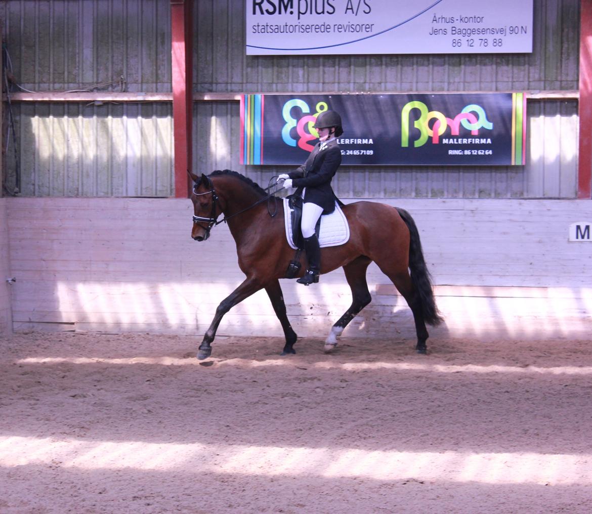 Oldenborg Java Rævdal billede 11