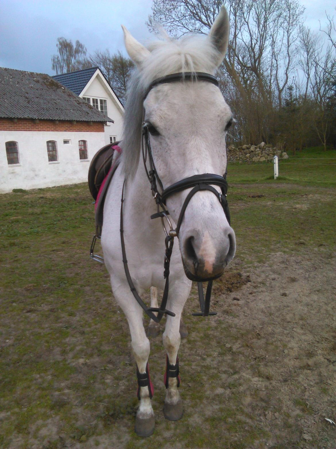 Arabisk fuldblod (OX) Sofie billede 3