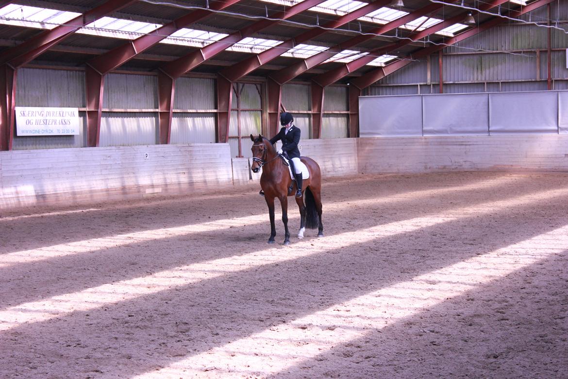 Oldenborg Java Rævdal billede 10